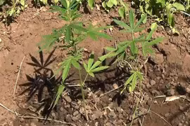 Lâm Đồng phát hiện hơn 800 cây cần sa trồng trái phép