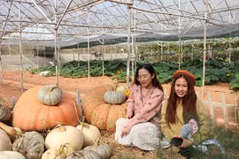 Vì sao tỉnh Lâm Đồng phải xây dựng bộ tiêu chí mới về du lịch canh nông?