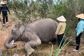 Con voi cuối cùng ở Bắc Tây Nguyên đã chết sau nhiều năm cô độc