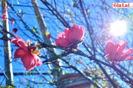Ngắm cây đào bích hơn 20 năm tuổi khoe sắc sớm