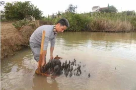 Kho ngọc chục tỉ nằm dưới ao ở huyện M'Đrắk, tỉnh Đắk Lắk