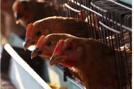 Cúm gà H5N1 bùng phát giữa đại dịch corona