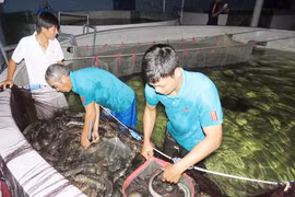 Nuôi cá chình dài trơn nhớt ở vùng cát, thu 4 tỷ, phấn đấu 6 tỷ/năm