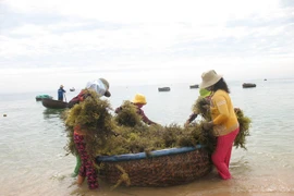 Bãi cạn đang hồi sinh