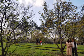 Huế sẽ có đường đi bộ hoa mai vàng