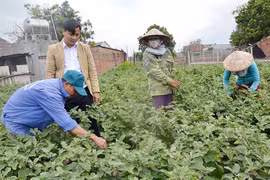 Nông dân Ia Sol cải tạo vườn tạp để phát triển kinh tế