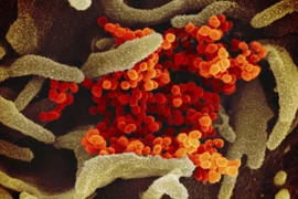 WHO công bố kết quả phân tích mức độ nguy hiểm của virus Corona