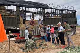 "Giải cứu" hơn 1.450 tấn dưa hấu cho nông dân Gia Lai