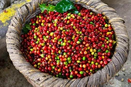 Giá cà phê hôm nay 13/2: Giảm 200 đồng/kg toàn vùng Tây Nguyên