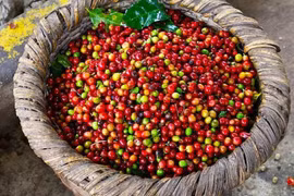 Giá cà phê hôm nay 13/2: Giảm 200 đồng/kg toàn vùng Tây Nguyên