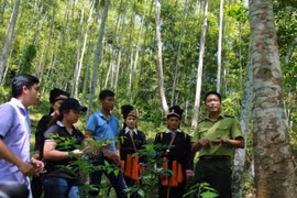 Khai thác thế mạnh của rừng đặc dụng, phòng hộ có tiềm năng