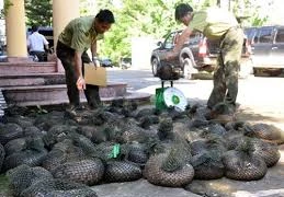 Gia Lai tăng cường quản lý động vật hoang dã