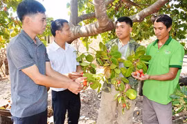 Nông hội ở Ia Lâu phát huy hiệu quả