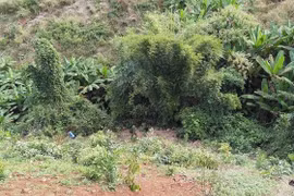 Vụ thiếu niên giết 2 cháu bé hàng xóm: Khởi tố người cha tội Che giấu tội phạm