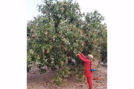 Nông dân Gia Lai phấn khởi vì được mùa điều