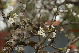 Hoa lê rừng bạc triệu xuống phố làm dân mê mẩn