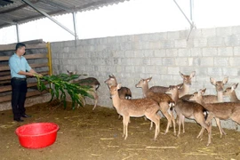 Học ra làm kỹ sư vẫn nghèo, về quê nuôi con sinh lộc lại giàu