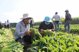 Nghiệm thu mô hình thí điểm trồng rau chân vịt tại huyện Đak Pơ