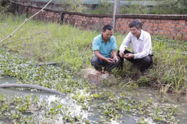 Nuôi ốc nhồi siêu đẻ ở vùng núi đồi, đã giàu rồi lại càng giàu thêm