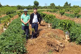 Trồng đương quy Nhật ở vườn cà phê, cứ 1 sào đào 1 tấn củ