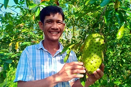 Đưa mãng cầu xiêm ra ruộng lại làm cả trà hữu cơ, không đủ bán