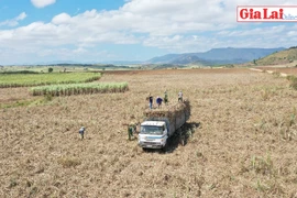 Gia Lai: Thêm một niên vụ mía đắng