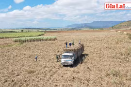 Gia Lai: Thêm một niên vụ mía đắng