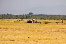 Mùa vàng trên cánh đồng Ia Lâu