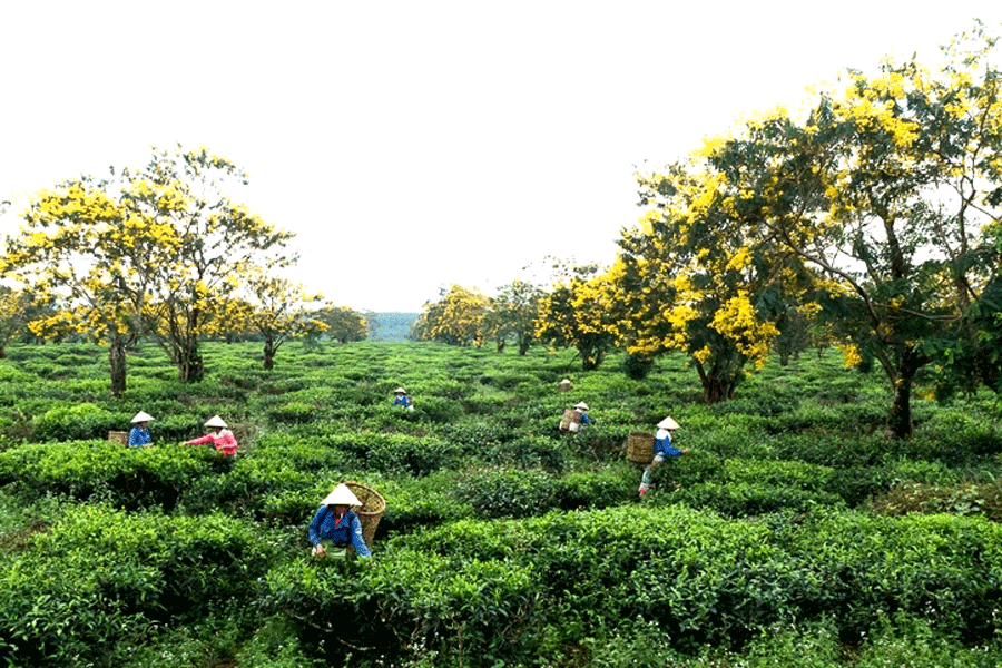 Bàu Cạn một thời...