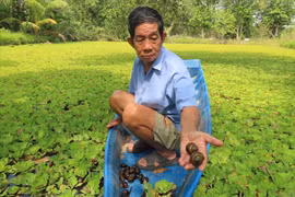 Thăm "giang sơn" của ốc bươu đen