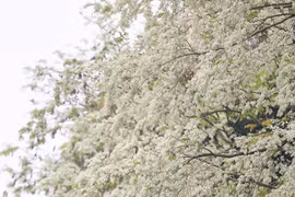 Tâm hồn bình yên đến kỳ lạ khi ngắm hoa sưa bung nở trắng trời Hà Nội