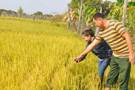 Ia Lâu: Tránh hạn nhờ gieo trồng sớm