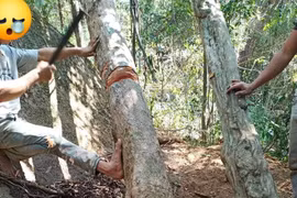 Tận diệt mai rừng