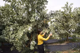 Trồng ổi ra quả trái vụ, bán giá cao, thu hơn 200 triệu đồng mỗi năm