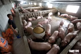 Heo nuôi đang tái đàn nhanh, hiệu quả