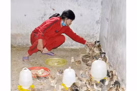 Quỹ Hỗ trợ nông dân Gia Lai phát huy hiệu quả