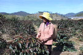 Khẩn trương đối phó với sương muối, hạn mặn