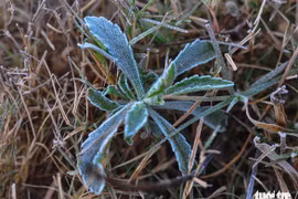 Sương muối tàn phá nông sản Lâm Đồng