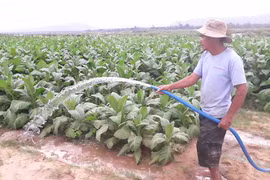 Chủ động "né" hạn cuối vụ trên địa bàn Krông Pa