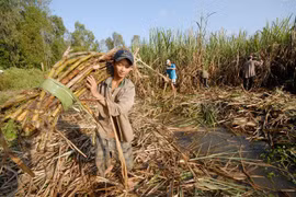 Mía đường lại kêu khó, Bộ Tài chính siết xuất khẩu đường nguồn gốc nước ngoài