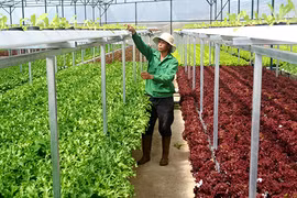 Việt Nam chưa hình thành thị trường đất nông nghiệp đúng nghĩa