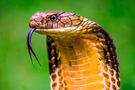 Phát hiện mới: Nọc rắn có thể trị ung thư vú và ung thư đại trực tràng