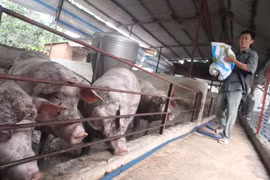 Giá heo hơi hôm nay 9/2: Miền Trung tăng nhẹ, lại có ổ dịch tả mới