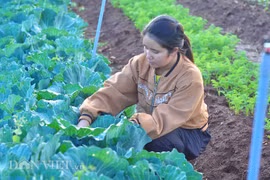 Trồng rau "kiểu lạ", bắt sâu bằng tay, người Churu bán đắt