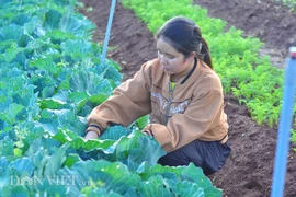 Trồng rau "kiểu lạ", bắt sâu bằng tay, người Churu bán đắt