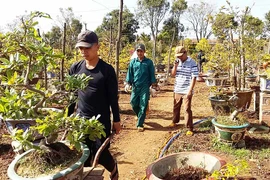 Nghề hốt bạc... sau Tết