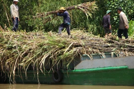 Thủ tướng: 'Nhà nước không bao cấp cho ngành mía đường'