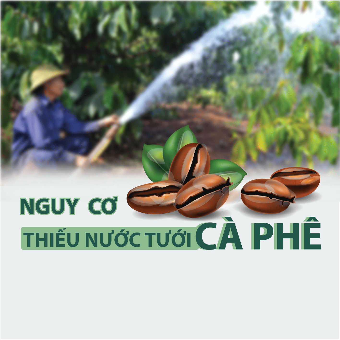 Nguy cơ thiếu nước tưới cà phê