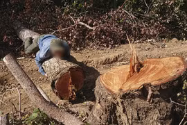 Xâm nhập nơi rừng bị "xẻ thịt" không thương tiếc ở Đắk Lắk