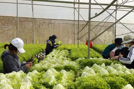 Dịch corona bùng phát: Giá nông sản Đà Lạt tăng vọt?